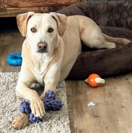 Entry image for Sawyer. Clicking this image will show a larger photo