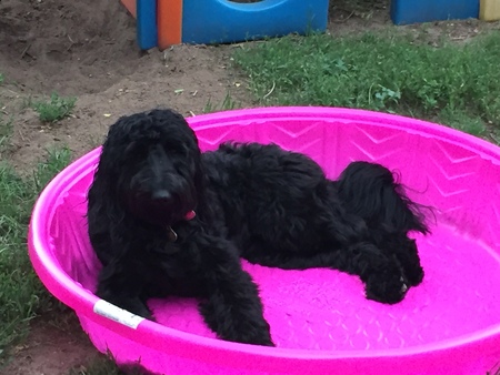 Entry image for Lilly . Clicking this image will show a larger photo