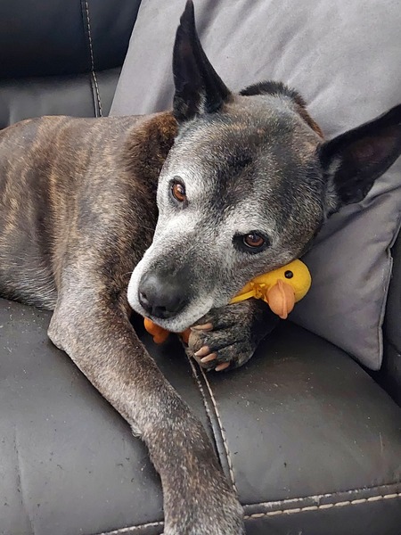 Entry image for Bentley . Clicking this image will show a larger photo