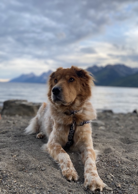 Entry image for Maggie. Clicking this image will show a larger photo