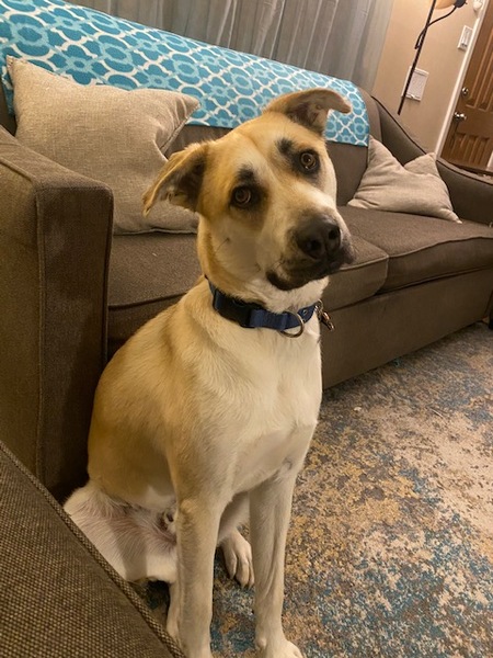 Entry image for ARLO. Clicking this image will show a larger photo