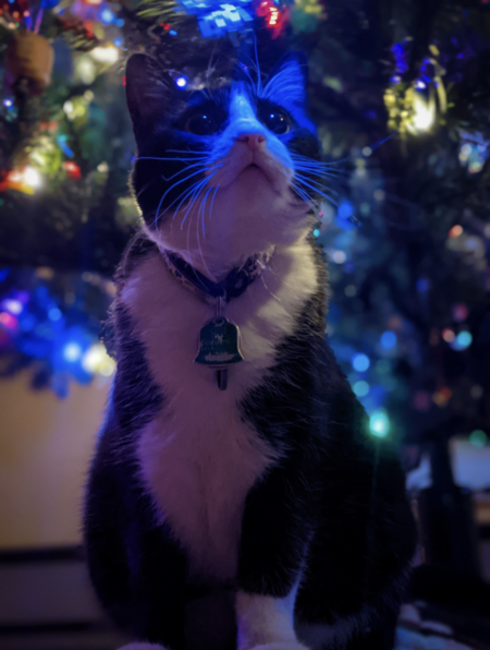 Entry image for Kitcat. Clicking this image will show a larger photo