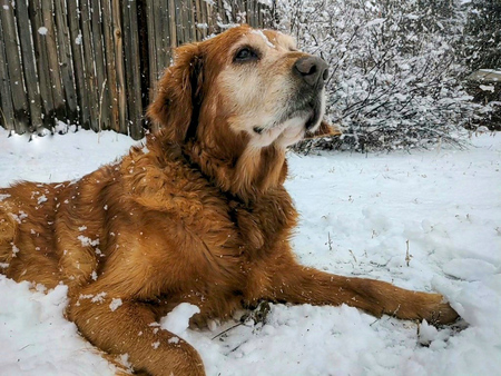 Entry image for Aragon. Clicking this image will show a larger photo