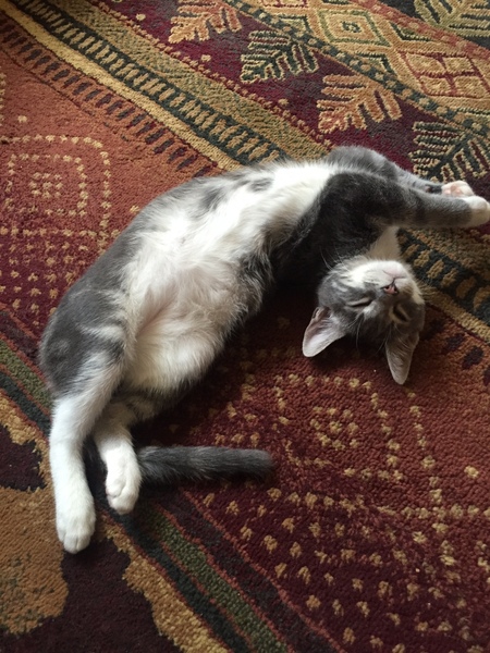 Entry image for Mr Peepers. Clicking this image will show a larger photo