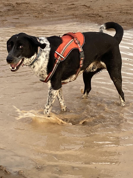 Entry image for Scooby . Clicking this image will show a larger photo