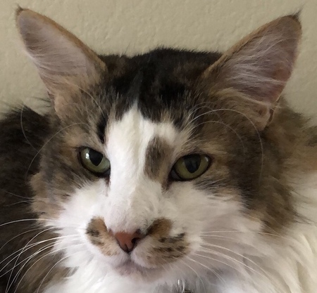 Entry image for Payaso. Clicking this image will show a larger photo