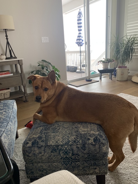 Entry image for Scout. Clicking this image will show a larger photo