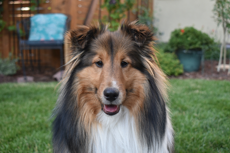 Entry image for Dash. Clicking this image will show a larger photo