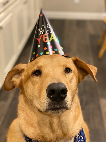 Entry image for Tyson. Clicking this image will show a larger photo