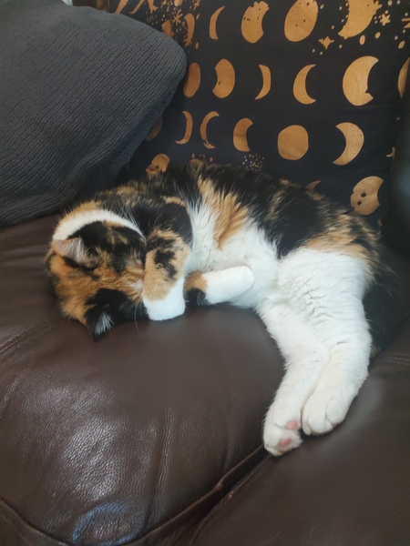 Entry image for Bean. Clicking this image will show a larger photo