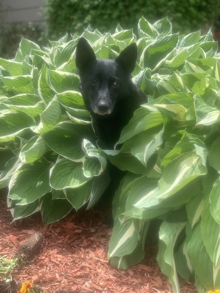 Entry image for Shuguh. Clicking this image will show a larger photo