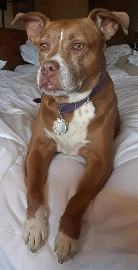 Entry image for Cocoa. Clicking this image will show a larger photo