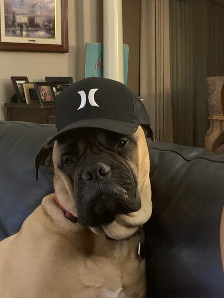 Entry image for Joey. Clicking this image will show a larger photo