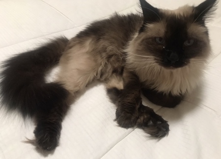 Entry image for Ally. Clicking this image will show a larger photo