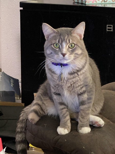 Entry image for Mr Pawz (Ender). Clicking this image will show a larger photo