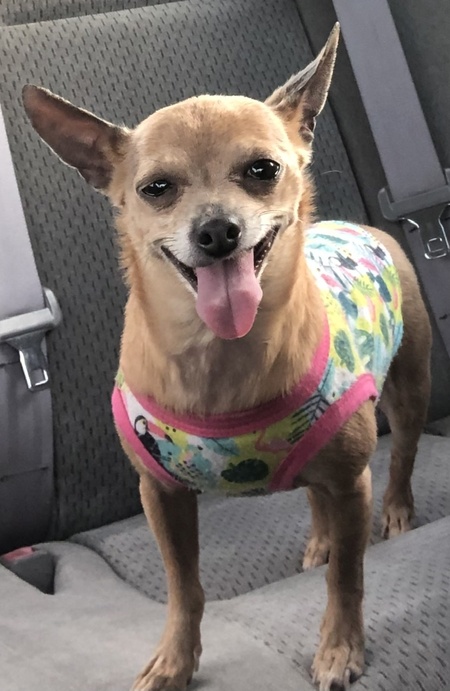 Entry image for Piper. Clicking this image will show a larger photo