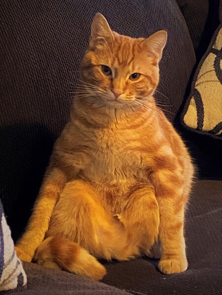 Entry image for Cocotito. Clicking this image will show a larger photo