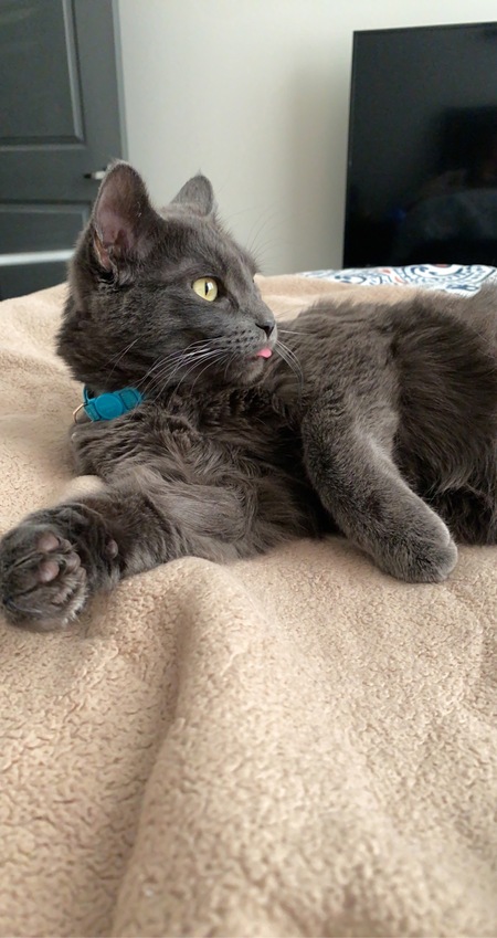 Entry image for Hamilton. Clicking this image will show a larger photo