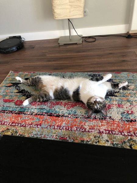 Entry image for Tommy. Clicking this image will show a larger photo