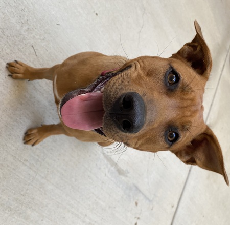 Entry image for Sadie. Clicking this image will show a larger photo