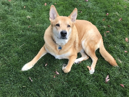 Entry image for Murphy. Clicking this image will show a larger photo