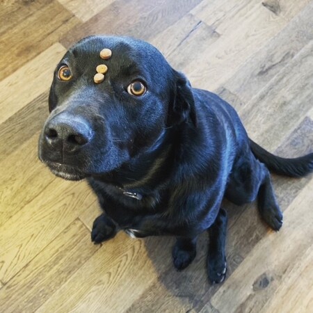 Entry image for Colt. Clicking this image will show a larger photo