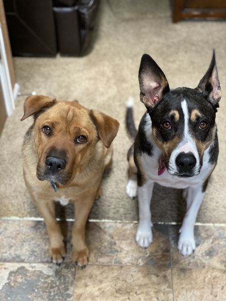 Entry image for Tugs and Mickey. Clicking this image will show a larger photo