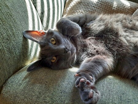 Entry image for Bernie. Clicking this image will show a larger photo