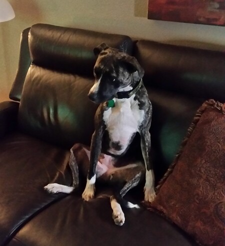 Entry image for Lulu. Clicking this image will show a larger photo