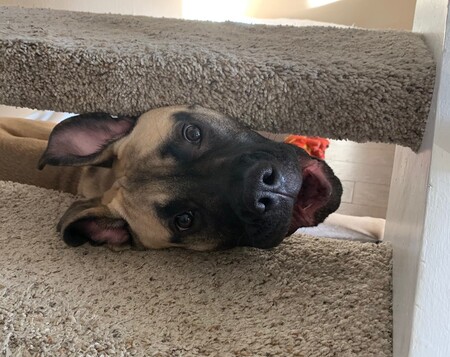 Entry image for Olive. Clicking this image will show a larger photo