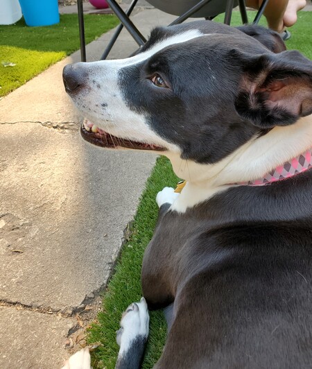 Entry image for Lola. Clicking this image will show a larger photo