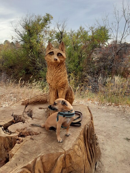 Entry image for Chester. Clicking this image will show a larger photo