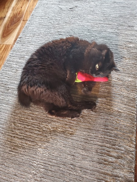 Entry image for Willie. Clicking this image will show a larger photo