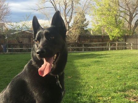 Entry image for Baloo. Clicking this image will show a larger photo