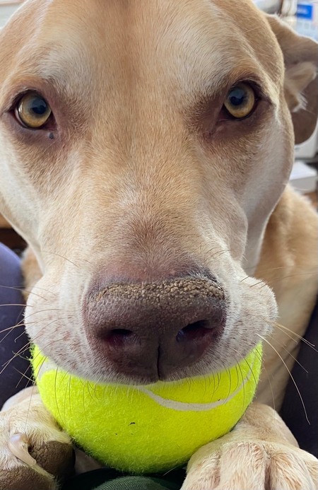 Entry image for Oso. Clicking this image will show a larger photo