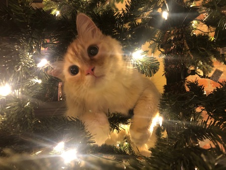 Entry image for Gabriel. Clicking this image will show a larger photo