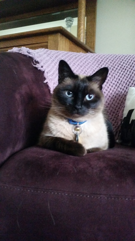 Entry image for Morgan. Clicking this image will show a larger photo