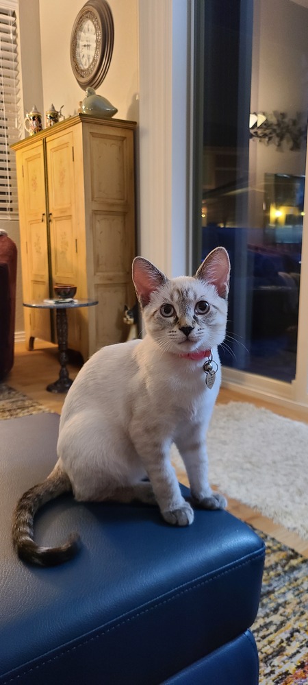 Entry image for Luna. Clicking this image will show a larger photo