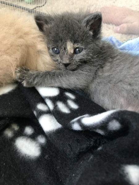 Entry image for Rousey. Clicking this image will show a larger photo