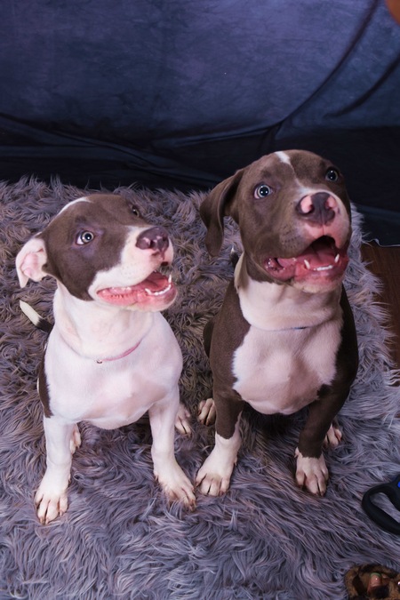 Entry image for Bullet & shells. Clicking this image will show a larger photo