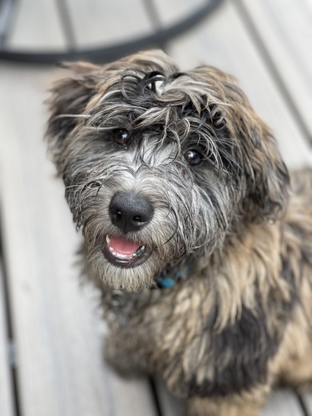 Entry image for Chester. Clicking this image will show a larger photo