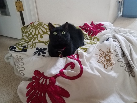 Entry image for Jasmine. Clicking this image will show a larger photo