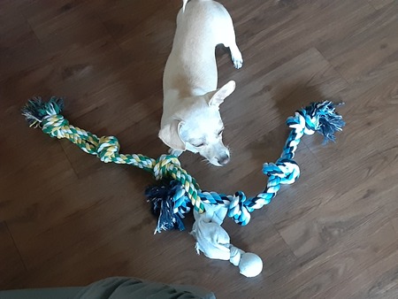 Entry image for Bach. Clicking this image will show a larger photo