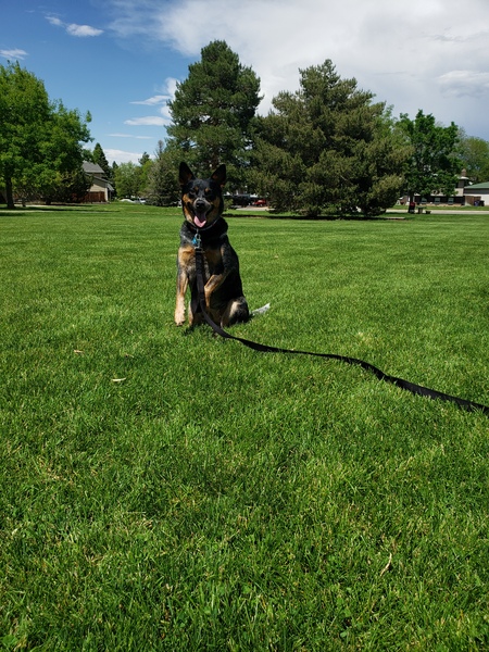 Entry image for Abby. Clicking this image will show a larger photo