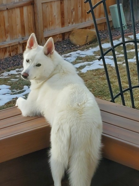 Entry image for Zara. Clicking this image will show a larger photo