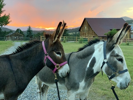 Coco and Cowgirl