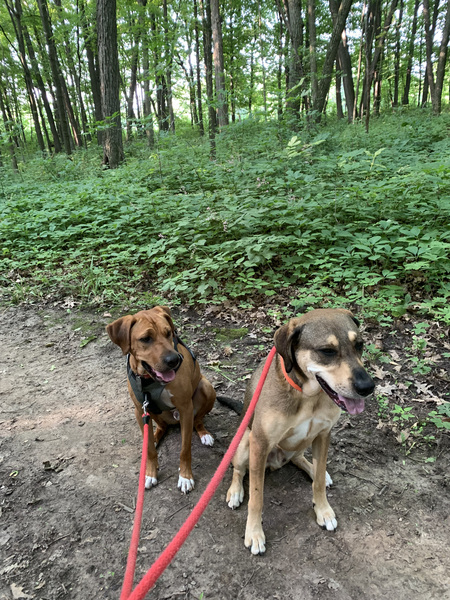 Theo and Asher Enjoying a Nature Hike