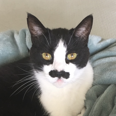 Stach - The Incredible Mustached Kitty