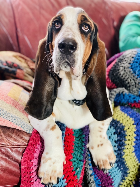 Clyde