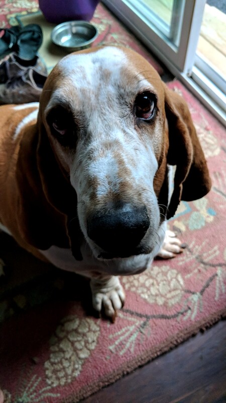 Hank